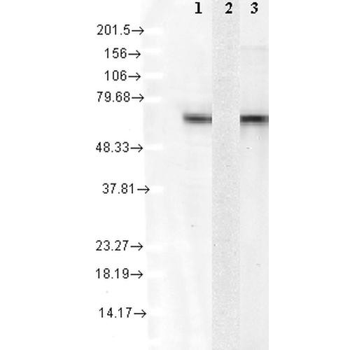 Western Blot analysis of Human Cell lysates showing detection of Hsc70 protein using Mouse Anti-Hsc70 Monoclonal Antibody, Clone 1F2-H5 (STMA00030). Load: 15 µg. Block: 1.5% BSA for 30 minutes at RT. Primary Antibody: Mouse Anti-Hsc70 Monoclonal Antibody (STMA00030) at 1:1000 for 2 hours at RT. Secondary Antibody: Sheep Anti-Mouse IgG: HRP for 1 hour at RT.