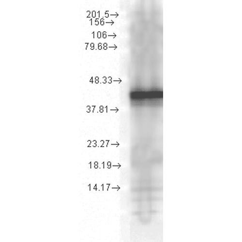 Western Blot analysis of Yeast Cell lysates showing detection of Hsp40 protein using Mouse Anti-Hsp40 Monoclonal Antibody, Clone 1G10.H8 (STMA00029). Load: 15 µg. Block: 1.5% BSA for 30 minutes at RT. Primary Antibody: Mouse Anti-Hsp40 Monoclonal Antibody (STMA00029) at 1:1000 for 2 hours at RT. Secondary Antibody: Sheep Anti-Mouse IgG: HRP for 1 hour at RT.