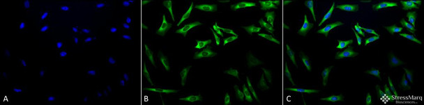 Immunocytochemistry/Immunofluorescence analysis using Mouse Anti-Hsp27 Monoclonal Antibody, Clone 5D12-A3 (STMA00037). Tissue: Heat Shocked cervical cancer cells (HeLa). Species: Human. Fixation: 2% Formaldehyde for 20 min at RT. Primary Antibody: Mouse Anti-Hsp27 Monoclonal Antibody (STMA00037) at 1:100 for 12 hours at 4°C. Secondary Antibody: FITC Goat Anti-Mouse (green) at 1:200 for 2 hours at RT.