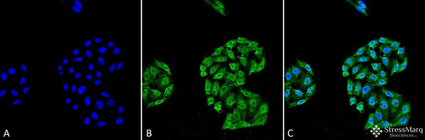 Immunocytochemistry/Immunofluorescence analysis using Mouse Anti-HSP70 Monoclonal Antibody, Clone 5A5 (STMA00038). Tissue: Cervical cancer cell line (HeLa). Species: Human. Fixation: 4% Formaldehyde for 15 min at RT. Primary Antibody: Mouse Anti-HSP70 Monoclonal Antibody (STMA00038) at 1:100 for 60 min at RT. Secondary Antibody: Goat Anti-Mouse ATTO 488 at 1:100 for 60 min at RT. Counterstain: DAPI (blue) nuclear stain at 1:5000 for 5 min RT.