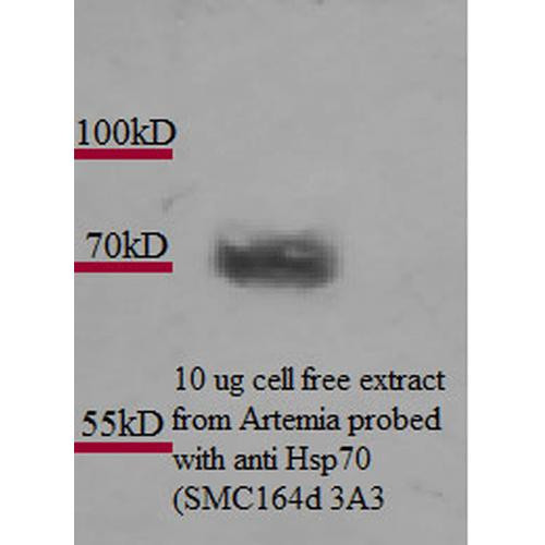 Western Blot analysis of Artemia franciscanna (brine shrimp) cell lysates showing detection of Hsp70 protein using Mouse Anti-Hsp70 Monoclonal Antibody, Clone 3A3 (STMA00039). Primary Antibody: Mouse Anti-Hsp70 Monoclonal Antibody (STMA00039) at 1:1000. Courtesy of: Alison King.