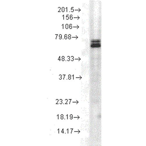 Western Blot analysis of Rat cell lysates showing detection of Hsp70 protein using Mouse Anti-Hsp70 Monoclonal Antibody, Clone 3A3 (STMA00039). Load: 15 µg. Block: 1.5% BSA for 30 minutes at RT. Primary Antibody: Mouse Anti-Hsp70 Monoclonal Antibody (STMA00039) at 1:1000 for 2 hours at RT. Secondary Antibody: Sheep Anti-Mouse IgG: HRP for 1 hour at RT.