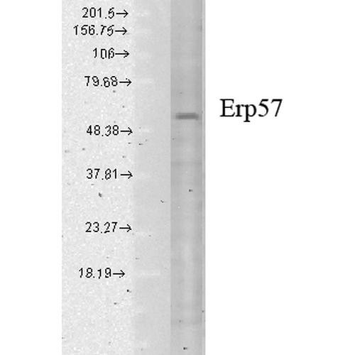 Western Blot analysis of Human cell lysates showing detection of Erp57 protein using Mouse Anti-Erp57 Monoclonal Antibody, Clone Map.ERP57 (STMA00042). Load: 15 µg. Block: 1.5% BSA for 30 minutes at RT. Primary Antibody: Mouse Anti-Erp57 Monoclonal Antibody (STMA00042) at 1:1000 for 2 hours at RT. Secondary Antibody: Sheep Anti-Mouse IgG: HRP for 1 hour at RT.