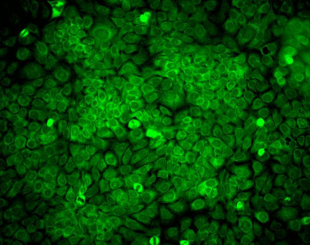 Immunocytochemistry/Immunofluorescence analysis using Mouse Anti-Erp57 Monoclonal Antibody, Clone Map.ERP57 (STMA00042). Tissue: HaCaT cells. Species: Human. Fixation: Cold 100% methanol for 10 minutes at -20°C. Primary Antibody: Mouse Anti-Erp57 Monoclonal Antibody (STMA00042) at 1:100 for 1 hour at RT. Secondary Antibody: FITC Goat Anti-Mouse (green) at 1:50 for 1 hour at RT. Localization: Cytoplasmic and perinuclear staining.