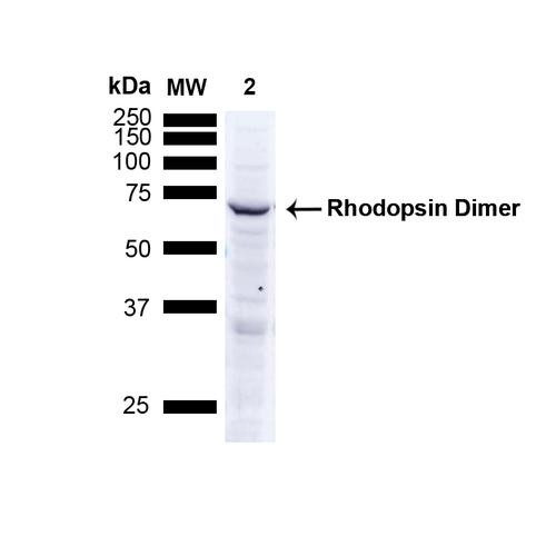 Western Blot analysis of Human A549 cells showing detection of ~38.9kDa Rhodopsin protein using Mouse Anti-Rhodopsin Monoclonal Antibody, Clone 4D2 (STMA00047). Lane 1: MW ladder. Lane 2: Human A549 Cells 15 ug). Load: 15 ug. Block: 5% Skim Milk Powder in TBST. Primary Antibody: Mouse Anti-Rhodopsin Monoclonal Antibody (STMA00047) at 1:1000 for 2.5 hours at RT with shaking.