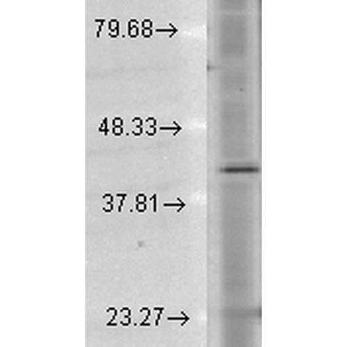 Western Blot analysis of Human Cell lysates showing detection of Rhodopsin protein using Mouse Anti-Rhodopsin Monoclonal Antibody, Clone 1D4 (STMA00048). Load: 15 µg. Block: 1.5% BSA for 30 minutes at RT. Primary Antibody: Mouse Anti-Rhodopsin Monoclonal Antibody (STMA00048) at 1:1000 for 2 hours at RT. Secondary Antibody: Sheep Anti-Mouse IgG: HRP for 1 hour at RT.