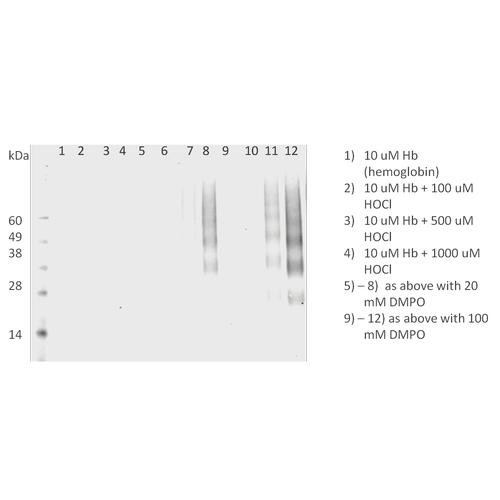 Western Blot analysis of Human HL 60 clone 15 eosinophils lysates showing detection of DMPO protein using Mouse Anti-DMPO Monoclonal Antibody, Clone N1664A (STMA00051). Primary Antibody: Mouse Anti-DMPO Monoclonal Antibody (STMA00051) at 1:200.