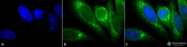 Immunocytochemistry/Immunofluorescence analysis using Mouse Anti-GRP78 Monoclonal Antibody, Clone 1H11-1H7 (STMA00053). Tissue: Heat Shocked cervical cancer cells (HeLa). Species: Human. Fixation: 2% Formaldehyde for 20 min at RT. Primary Antibody: Mouse Anti-GRP78 Monoclonal Antibody (STMA00053) at 1:100 for 12 hours at 4°C. Secondary Antibody: FITC Goat Anti-Mouse (green) at 1:200 for 2 hours at RT.
