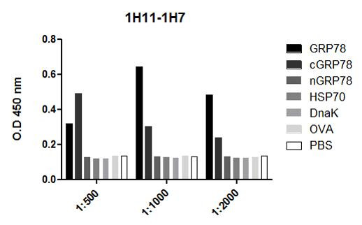 ELISA analysis using Mouse Anti-GRP78 Monoclonal Antibody, Clone 1H11-1H7 (STMA00053). Primary Antibody: Mouse Anti-GRP78 Monoclonal Antibody (STMA00053). Secondary Antibody: Goat anti-mouse IgG: HRP at 1:10000. Courtesy of: Cristina Bonorino, Department of Basic Health Sciences - UFCSPA, School of Medicine - UCSD.