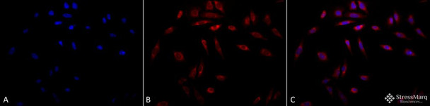 Immunocytochemistry/Immunofluorescence analysis using Mouse Anti-Hsp47 Monoclonal Antibody, Clone 1C4-1A6 (STMA00058). Tissue: Heat Shocked cervical cancer cells (HeLa). Species: Human. Fixation: 2% Formaldehyde for 20 min at RT. Primary Antibody: Mouse Anti-Hsp47 Monoclonal Antibody (STMA00058) at 1:100 for 12 hours at 4°C. Secondary Antibody: APC Goat Anti-Mouse (red) at 1:200 for 2 hours at RT.
