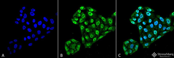 Immunocytochemistry/Immunofluorescence analysis using Mouse Anti-EndoPDI Monoclonal Antibody, Clone 2E7/7 (STMA00059). Tissue: Cervical cancer cell line (HeLa). Species: Human. Fixation: 4% Formaldehyde for 15 min at RT. Primary Antibody: Mouse Anti-EndoPDI Monoclonal Antibody (STMA00059) at 1:100 for 60 min at RT. Secondary Antibody: Goat Anti-Mouse ATTO 488 at 1:100 for 60 min at RT.