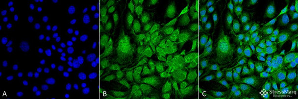 Immunocytochemistry/Immunofluorescence analysis using Mouse Anti-GRP78 Monoclonal Antibody, Clone 3G12-1G11 (STMA00063). Tissue: Fibroblast cell line (NIH 3T3). Species: Mouse. Fixation: 4% Formaldehyde for 15 min at RT. Primary Antibody: Mouse Anti-GRP78 Monoclonal Antibody (STMA00063) at 1:100 for 60 min at RT. Secondary Antibody: Goat Anti-Mouse ATTO 488 at 1:100 for 60 min at RT.
