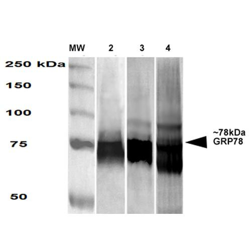 Western Blot analysis of Human, Mouse, Rat HEK-293, NIH3T3, and Rat Brain cell lysates showing detection of GRP78 protein using Mouse Anti-GRP78 Monoclonal Antibody, Clone 3G12-1G11 (STMA00063). Primary Antibody: Mouse Anti-GRP78 Monoclonal Antibody (STMA00063) at 1:1000.