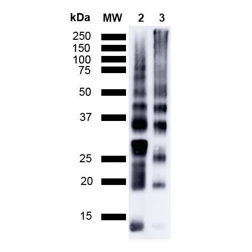 Western Blot analysis of Poly-Ubiquitin showing detection of Ubiquitin protein using Mouse Anti-Ubiquitin Monoclonal Antibody, Clone FK1 (STMA00064). Lane 1: MW ladder. Lane 2: Poly-Ubiquitin, K48-linked (2 ug). Lane 2: Poly-Ubiquitin, K63-linked (0.6 ug). Load: 5 uL. Block: 1% BSA in TBST. Primary Antibody: Mouse Anti-Ubiquitin Monoclonal Antibody (STMA00064) at 1:1000 for 2 hours at RT with shaking.