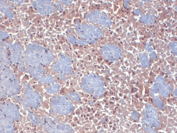 Immunohistochemistry analysis using Mouse Anti-HCN2 Monoclonal Antibody, Clone S71 (STMA00084). Tissue: frozen brain section. Species: mouse. Fixation: 10% Formalin Solution for 12-24 hours at RT. Primary Antibody: Mouse Anti-HCN2 Monoclonal Antibody (STMA00084) at 1:1000 for 1 hour at RT. Secondary Antibody: HRP/DAB Detection System: Biotinylated Goat Anti-Mouse, Streptavidin Peroxidase, DAB Chromogen (brown) for 30 minutes at RT.