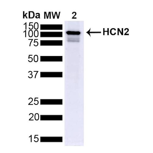 Western Blot analysis of Mouse Brain showing detection of ~95 kDa HCN2 protein using Mouse Anti-HCN2 Monoclonal Antibody, Clone S71 (STMA00084). Lane 1: MW Ladder. Lane 2: Mouse Brain (15 ug). Load: 15 ug. Block: 5% Skim Milk powder in TBST. Primary Antibody: Mouse Anti-HCN2 Monoclonal Antibody (STMA00084) at 1:1000 for 2 hours at RT with shaking. Secondary Antibody: Goat anti-mouse IgG:HRP at 1:4000 for 1 hour at RT with shaking.