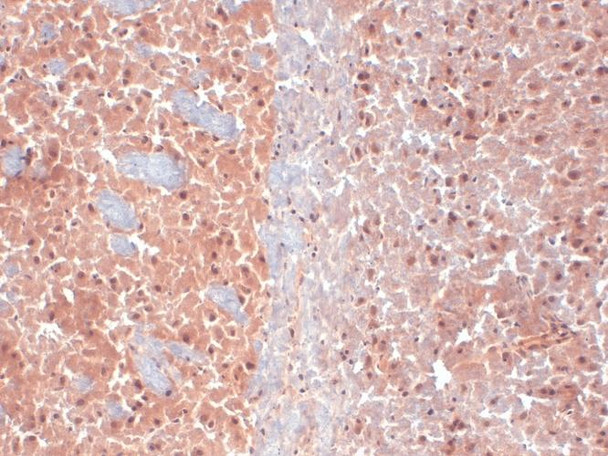 Immunohistochemistry analysis using Mouse Anti-KCNQ4 Monoclonal Antibody, Clone N43/6 (STMA00086). Tissue: frozen brain section. Species: Mouse. Fixation: 10% Formalin Solution for 12-24 hours at RT. Primary Antibody: Mouse Anti-KCNQ4 Monoclonal Antibody (STMA00086) at 1:1000 for 1 hour at RT. Secondary Antibody: HRP/DAB Detection System: Biotinylated Goat Anti-Mouse, Streptavidin Peroxidase, DAB Chromogen (brown) for 30 minutes at RT.
