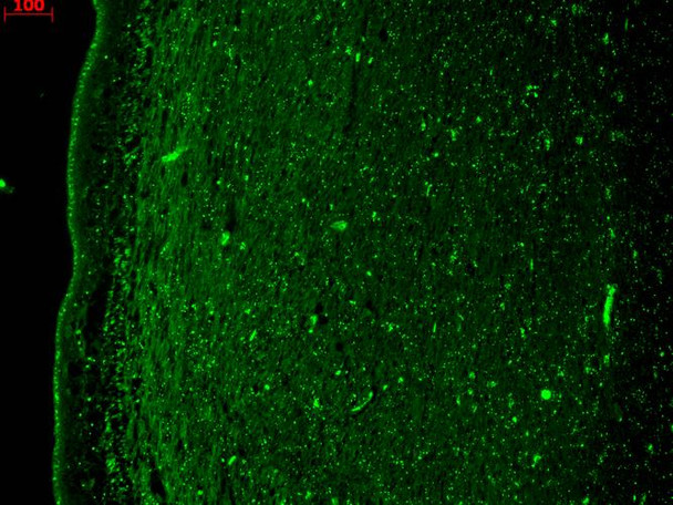 Immunohistochemistry analysis using Mouse Anti-KCNQ4 Monoclonal Antibody, Clone N43/6 (STMA00086). Tissue: hippocampus. Species: Human. Fixation: Bouin's Fixative and paraffin-embedded. Primary Antibody: Mouse Anti-KCNQ4 Monoclonal Antibody (STMA00086) at 1:1000 for 1 hour at RT. Secondary Antibody: FITC Goat Anti-Mouse (green) at 1:50 for 1 hour at RT.