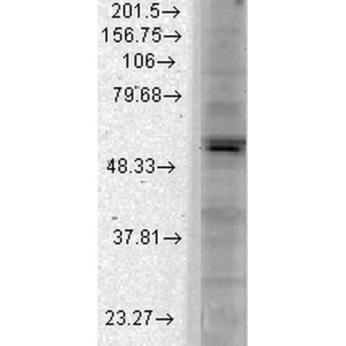 Western Blot analysis of Monkey COS transient cell lysate showing detection of Kir2.1 Potassium Channel protein using Mouse Anti-Kir2.1 Potassium Channel Monoclonal Antibody, Clone S112 (STMA00087). Load: 15 µg. Block: 1.5% BSA for 30 minutes at RT. Primary Antibody: Mouse Anti-Kir2.1 Potassium Channel Monoclonal Antibody (STMA00087) at 1:1000 for 2 hours at RT. Secondary Antibody: Sheep Anti-Mouse IgG: HRP for 1 hour at RT.