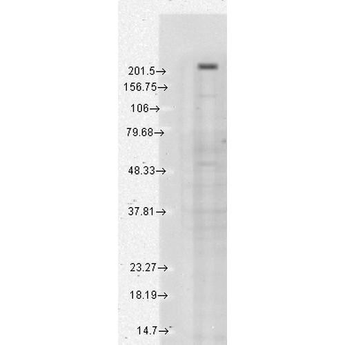 Western Blot analysis of Human Cell lysates showing detection of TrpM7 protein using Mouse Anti-TrpM7 Monoclonal Antibody, Clone S74 (STMA00089). Load: 15 µg. Block: 1.5% BSA for 30 minutes at RT. Primary Antibody: Mouse Anti-TrpM7 Monoclonal Antibody (STMA00089) at 1:1000 for 2 hours at RT. Secondary Antibody: Sheep Anti-Mouse IgG: HRP for 1 hour at RT.