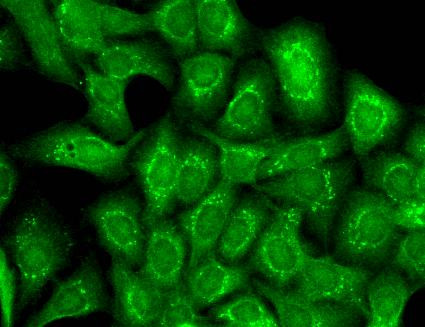 Immunocytochemistry/Immunofluorescence analysis using Mouse Anti-Slo2.2 Potassium Channel Monoclonal Antibody, Clone N3/26 (STMA00092). Tissue: HaCaT cells. Species: Human. Fixation: Cold 100% methanol for 10 minutes at -20°C. Primary Antibody: Mouse Anti-Slo2.2 Potassium Channel Monoclonal Antibody (STMA00092) at 1:100 for 1 hour at RT. Secondary Antibody: FITC Goat Anti-Mouse (green) at 1:50 for 1 hour at RT.