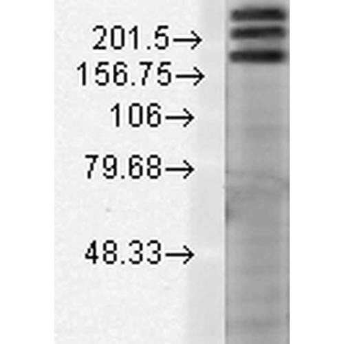 Western Blot analysis of Rat brain membrane lysate showing detection of SHANK1 protein using Mouse Anti-SHANK1 Monoclonal Antibody, Clone S22-21 (STMA00094). Load: 15 µg. Block: 1.5% BSA for 30 minutes at RT. Primary Antibody: Mouse Anti-SHANK1 Monoclonal Antibody (STMA00094) at 1:1000 for 2 hours at RT. Secondary Antibody: Sheep Anti-Mouse IgG: HRP for 1 hour at RT.