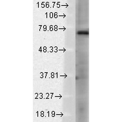 Western Blot analysis of Rat brain membrane lysate showing detection of TrpV3 protein using Mouse Anti-TrpV3 Monoclonal Antibody, Clone S15-39 (STMA00096). Load: 15 µg. Block: 1.5% BSA for 30 minutes at RT. Primary Antibody: Mouse Anti-TrpV3 Monoclonal Antibody (STMA00096) at 1:1000 for 2 hours at RT. Secondary Antibody: Sheep Anti-Mouse IgG: HRP for 1 hour at RT.