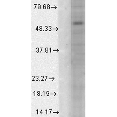 Western Blot analysis of Human Cell line lysates showing detection of GABA A Receptor protein using Mouse Anti-GABA A Receptor Monoclonal Antibody, Clone N95/35 (STMA00104). Load: 15 µg. Block: 1.5% BSA for 30 minutes at RT. Primary Antibody: Mouse Anti-GABA A Receptor Monoclonal Antibody (STMA00104) at 1:1000 for 2 hours at RT. Secondary Antibody: Sheep Anti-Mouse IgG: HRP for 1 hour at RT.