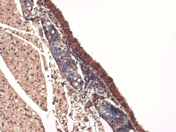 Immunohistochemistry analysis using Mouse Anti-Sodium Iodide Symporter Monoclonal Antibody, Clone 14F (STMA00106). Tissue: Trachea. Species: Mouse. Fixation: 10% Formalin Solution for 12-24 hours at RT. Primary Antibody: Mouse Anti-Sodium Iodide Symporter Monoclonal Antibody (STMA00106) at 1:1000 for 1 hour at RT.
