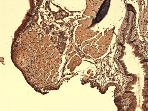 Immunohistochemistry analysis using Mouse Anti-Sodium Iodide Symporter Monoclonal Antibody, Clone 14F (STMA00106). Tissue: Thyroid. Species: Mouse. Fixation: 10% Formalin Solution for 12-24 hours at RT. Primary Antibody: Mouse Anti-Sodium Iodide Symporter Monoclonal Antibody (STMA00106) at 1:1000 for 1 hour at RT.