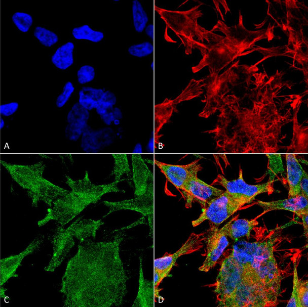 Immunocytochemistry/Immunofluorescence analysis using Mouse Anti-VGLUT2 Monoclonal Antibody, Clone N29/29 (STMA00110). Tissue: Neuroblastoma cell line (SK-N-BE). Species: Human. Fixation: 4% Formaldehyde for 15 min at RT. Primary Antibody: Mouse Anti-VGLUT2 Monoclonal Antibody (STMA00110) at 1:100 for 60 min at RT. Secondary Antibody: Goat Anti-Mouse ATTO 488 at 1:200 for 60 min at RT.