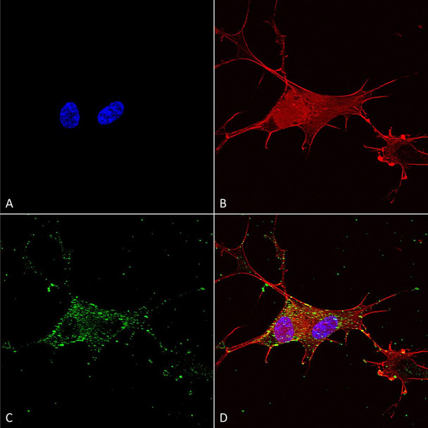 Immunocytochemistry/Immunofluorescence analysis using Mouse Anti-Synaptotagmin-7 Monoclonal Antibody, Clone N275/14 (STMA00131). Tissue: Neuroblastoma cells (SH-SY5Y). Species: Human. Fixation: 4% PFA for 15 min. Primary Antibody: Mouse Anti-Synaptotagmin-7 Monoclonal Antibody (STMA00131) at 1:100 for overnight at 4°C with slow rocking. Secondary Antibody: AlexaFluor 488 at 1:1000 for 1 hour at RT.