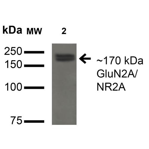 Western Blot analysis of Monkey COS cells transfected with GFP-tagged NR2A showing detection of ~170 kDa GluN2A protein using Mouse Anti-GluN2A Monoclonal Antibody, Clone N327A/38 (STMA00137). Lane 1: Molecular Weight Ladder. Lane 2: Monkey COS cells transfected with GFP-tagged NR2A. Load: 15 µg. Block: 2% BSA and 2% Skim Milk in 1X TBST. Primary Antibody: Mouse Anti-GluN2A Monoclonal Antibody (STMA00137) at 1:200 for 16 hours at 4°C.