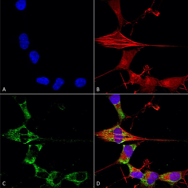Immunocytochemistry/Immunofluorescence analysis using Mouse Anti-FHF2A (FGF13) Monoclonal Antibody, Clone N235/22 (STMA00147). Tissue: Neuroblastoma cells (SH-SY5Y). Species: Human. Fixation: 4% PFA for 15 min. Primary Antibody: Mouse Anti-FHF2A (FGF13) Monoclonal Antibody (STMA00147) at 1:50 for overnight at 4°C with slow rocking. Secondary Antibody: AlexaFluor 488 at 1:1000 for 1 hour at RT.