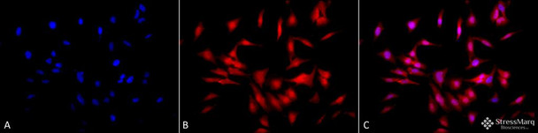 Immunocytochemistry/Immunofluorescence analysis using Rat Anti-HSF1 Monoclonal Antibody, Clone 4B4 (STMA00163). Tissue: Heat Shocked cervical cancer cells (HeLa). Species: Human. Fixation: 2% Formaldehyde for 20 min at RT. Primary Antibody: Rat Anti-HSF1 Monoclonal Antibody (STMA00163) at 1:100 for 12 hours at 4°C. Secondary Antibody: APC Goat Anti-Rat (red) at 1:200 for 2 hours at RT.