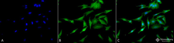 Immunocytochemistry/Immunofluorescence analysis using Rat Anti-HSF1 Monoclonal Antibody, Clone 10H4 (STMA00162). Tissue: Heat Shocked cervical cancer cells (HeLa). Species: Human. Fixation: 2% Formaldehyde for 20 min at RT. Primary Antibody: Rat Anti-HSF1 Monoclonal Antibody (STMA00162) at 1:100 for 12 hours at 4°C. Secondary Antibody: FITC Goat Anti-Rat (green) at 1:200 for 2 hours at RT.