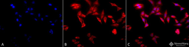 Immunocytochemistry/Immunofluorescence analysis using Rat Anti-TCP1-alpha Monoclonal Antibody, Clone 91a (STMA00164). Tissue: Heat Shocked cervical cancer cells (HeLa). Species: Human. Fixation: 2% Formaldehyde for 20 min at RT. Primary Antibody: Rat Anti-TCP1-alpha Monoclonal Antibody (STMA00164) at 1:100 for 12 hours at 4°C. Secondary Antibody: APC Goat Anti-Rat (red) at 1:200 for 2 hours at RT.