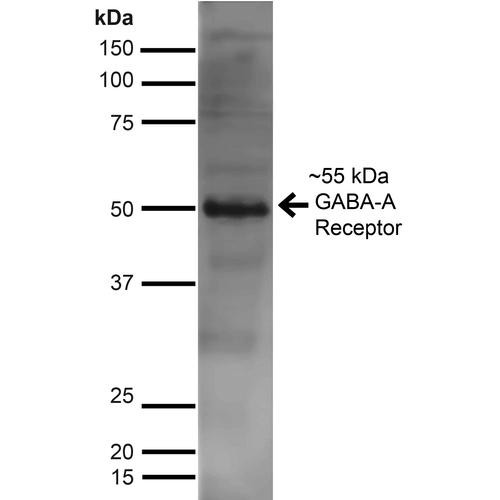Western Blot analysis of Rat Brain showing detection of ~55 kDa GABA A Receptor Alpha 2 protein using Mouse Anti-GABA A Receptor Alpha 2 Monoclonal Antibody, Clone N399/19 (STMA00166). Lane 1: MW Ladder. Lane 2: Rat Brain. Load: 10 µg. Block: 5% Skim Milk for 1 hour at RT. Primary Antibody: Mouse Anti-GABA A Receptor Alpha 2 Monoclonal Antibody (STMA00166) at 1:1000 for 1 hour at RT.