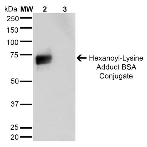 Western Blot analysis of Hexanoyl Lysine-BSA Conjugate showing detection of 67 kDa Hexanoyl-Lysine adduct protein using Mouse Anti-Hexanoyl-Lysine adduct Monoclonal Antibody, Clone 5E8 (STMA00180). Lane 1: Molecular Weight Ladder (MW). Lane 2: Hexanoyl Lysine-BSA. Lane 3: BSA. Load: 0.5 µg. Block: 5% Skim Milk in TBST. Primary Antibody: Mouse Anti-Hexanoyl-Lysine adduct Monoclonal Antibody (STMA00180) at 1:1000 for 2 hours at RT.