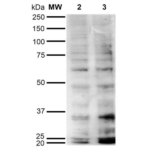 Western Blot analysis of Human Cervical cancer cell line (HeLa) lysate showing detection of Hexanoyl-Lysine adduct protein using Mouse Anti-Hexanoyl-Lysine adduct Monoclonal Antibody, Clone 5E8 (STMA00180). Lane 1: Molecular Weight Ladder (MW). Lane 2: HeLa cell lysate. Lane 3: H2O2 treated HeLa cell lysate. Load: 12 µg. Block: 5% Skim Milk in TBST.