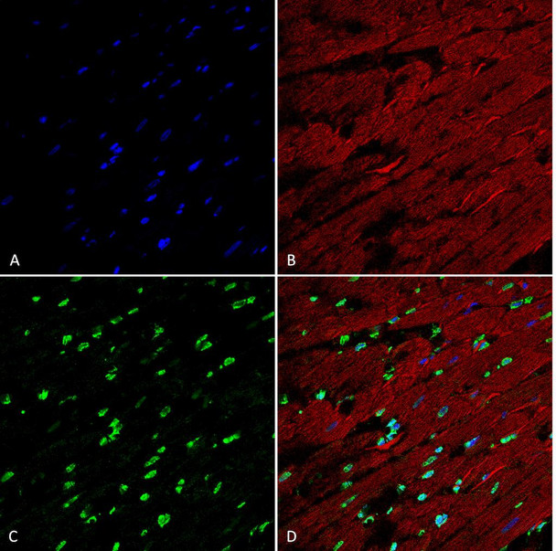 Immunohistochemistry analysis using Mouse Anti-Methylglyoxal Monoclonal Antibody, Clone 9E7 (STMA00186). Tissue: Heart. Species: Rat. Fixation: Formalin fixed, paraffin embedded. Primary Antibody: Mouse Anti-Methylglyoxal Monoclonal Antibody (STMA00186) at 1:25 for 3 hour at RT. Secondary Antibody: Goat Anti-Mouse IgG: Alexa Fluor 488. Counterstain: DAPI (blue) nuclear stain. Magnification: 63X. (A) DAPI (blue) nuclear stain.