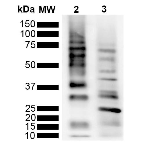 Western Blot analysis of Purified poly-ubiquitin chains showing detection of Multiple Ubiquitin protein using Rabbit Anti-Ubiquitin Monoclonal Antibody, Clone RGL3R (STMA00197). Lane 1: Molecular Weight Ladder (MW). Lane 2: K63 Poly Ubiquitin. Lane 3: K48 Poly Ubiquitin. Load: 2 µg. Block: 5% Skim Milk powder in TBST. Primary Antibody: Rabbit Anti-Ubiquitin Monoclonal Antibody (STMA00197) at 1:1000 for 2 hours at RT.