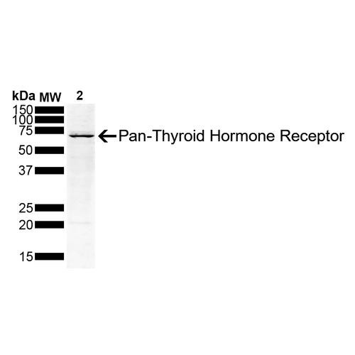 Western Blot analysis of Human Hep G2 Hepatoblastoma Cell lysate showing detection of Thyroid Hormone Receptor protein using Mouse Anti-Thyroid Hormone Receptor Monoclonal Antibody, Clone H43 (STMA00204). Load: 10 ug. Primary Antibody: Mouse Anti-Thyroid Hormone Receptor Monoclonal Antibody (STMA00204) at 1:500 for 2 hours at RT with shaking. Secondary Antibody: Goat anti-mouse IgG:HRP at 1:4000 for 1 hour at RT with shaking.