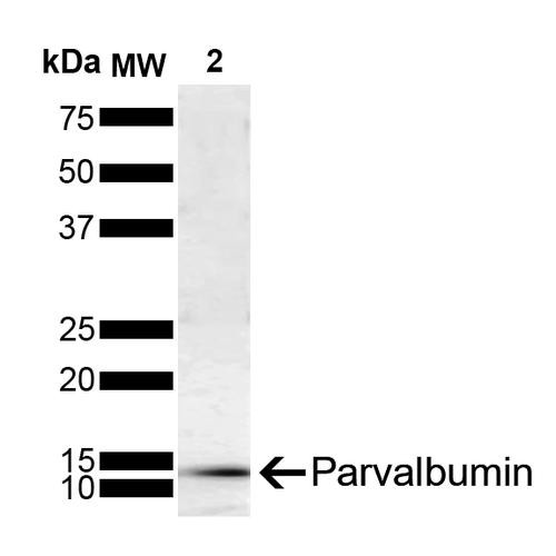 Western Blot analysis of Rat brain showing detection of Parvalbumin protein using Mouse Anti-Parvalbumin Monoclonal Antibody, Clone C12 (STMA00205). Load: 15 ug. Primary Antibody: Mouse Anti-Parvalbumin Monoclonal Antibody (STMA00205) at 1:500 for 2 hours at RT with shaking. Secondary Antibody: Goat anti-mouse IgG:HRP at 1:4000 for 1 hour at RT with shaking. Color Development: Chemiluminescent for HRP (Moss) for 5 min in RT.