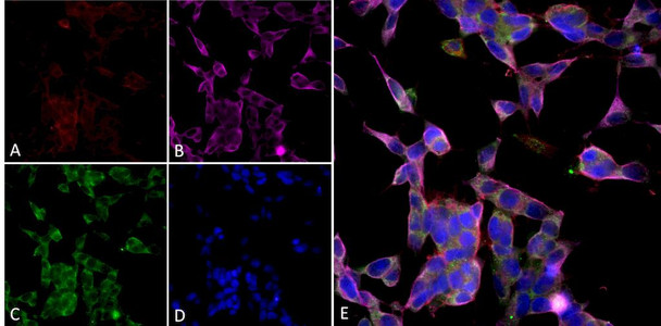 Immunocytochemistry/Immunofluorescence analysis using Mouse Anti-Parvalbumin Monoclonal Antibody, Clone C12 (STMA00205). Tissue: Undifferentiated SH-SY5Y. Species: Human. Primary Antibody: Mouse Anti-Parvalbumin Monoclonal Antibody (STMA00205) at 1:250. Secondary Antibody: AlexaFluor 488. Counterstain: phalloidin (Alexa 647, red), beta tubulin (Anti-beta III Tubulin Ab, Alexa 555, magenta) Hoechst (blue).