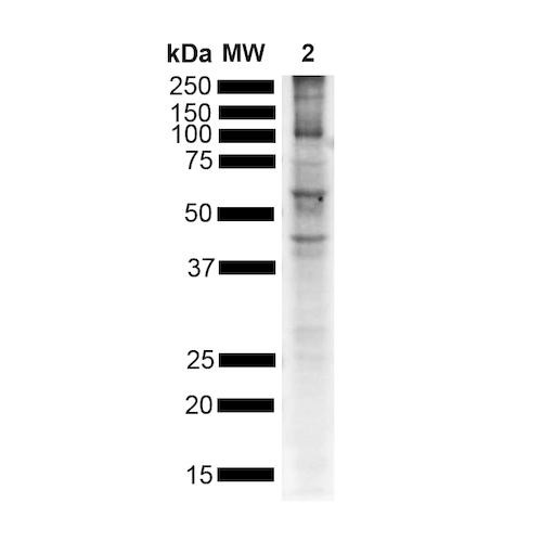 Western Blot analysis of Mouse Brain showing detection of Alpha Synuclein pSer129 protein using Rabbit Anti-Alpha Synuclein pSer129 Monoclonal Antibody, Clone J18 (STMA00206). Lane 1: MW ladder. Lane 2: Mouse brain. Load: 15 ug. Block: 5% BSA in TBST. Primary Antibody: Rabbit Anti-Alpha Synuclein pSer129 Monoclonal Antibody (STMA00206) at 1:500 for 2 hours at RT with shaking.
