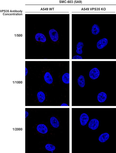 Immunocytochemistry/Immunofluorescence analysis using Mouse Anti-VPS35 Monoclonal Antibody, Clone 5A9 (STMA00209). Tissue: A549 WT, VPS35 KO cells. Species: Human. Primary Antibody: Mouse Anti-VPS35 Monoclonal Antibody (STMA00209). Secondary Antibody: Donkey Anti-Mouse AlexaFluor 594. Clone can detect VPS35 at 1/2000 concentration.