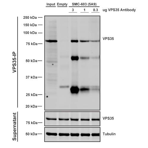 Immunoprecipitation analysis using Mouse Anti-VPS35 Monoclonal Antibody, Clone 5A9 (STMA00209). Tissue: embryonic fibroblast. Species: Mouse. Primary Antibody: Mouse Anti-VPS35 Monoclonal Antibody (STMA00209). Three amounts of STMA00209 (3, 1 and 0.3 ug) were non-covalently coupled to 10uL of A/G sepharose beads for 1 hour at 4°C and next incubated with 250ug of MEF lysate for 2 hours at 4°C.