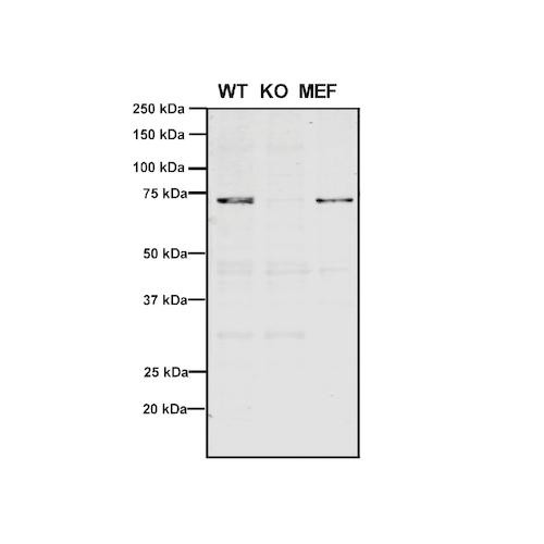 Western Blot analysis of Human, Mouse A549, MEF showing detection of VPS35 protein using Mouse Anti-VPS35 Monoclonal Antibody, Clone 11H10 (STMA00212). Lane 1: Molecular Weight Ladder. Lane 2: VPS35 KO A549 cells. Lane 3: mouse embryonic fibroblast cells. Load: 8 µg each A549 and MEF. Primary Antibody: Mouse Anti-VPS35 Monoclonal Antibody (STMA00212) at 1:5 (tissue culture supernatant).
