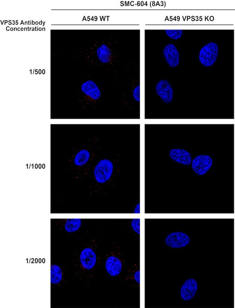 Immunocytochemistry/Immunofluorescence analysis using Mouse Anti-VPS35 Monoclonal Antibody, Clone 8A3 (STMA00210). Tissue: A549 WT, VPS35 KO cells. Species: Human. Primary Antibody: Mouse Anti-VPS35 Monoclonal Antibody (STMA00210). Secondary Antibody: Donkey Anti-Mouse AlexaFluor 594. Clone can detect VPS35 at 1/2000 concentration.